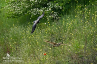 Goshawk, European Roller hide